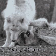 Wolf Wolfie GIF - Wolf Wolfie King GIFs