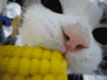 cat corn cat eating corn cat corn cat eating corn