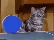 Cats Table Tennis GIF - Cats Table Tennis GIFs
