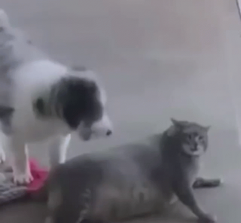 can a dog beat a cat