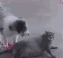 Supercat Super Cat Fight Dog GIF - Supercat Super Cat Fight Dog Cat Dog GIFs