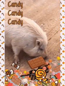 Candy Pig GIF - Candy Pig Fat GIFs