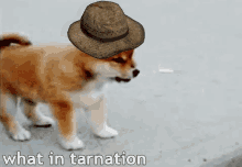 Wot What In Tarnation GIF - Dog Puppy What In Tarnation GIFs
