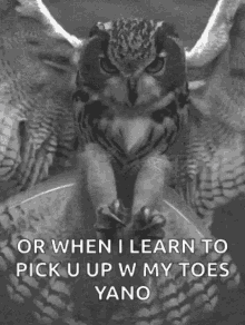 Hibou When I Learn To Pick You Up With My Toes GIF - Hibou When I Learn To Pick You Up With My Toes Owl GIFs