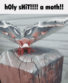 Moth Holy Shit Holy Shit A Moth GIF - Moth Holy Shit Holy Shit A Moth Moth GIFs