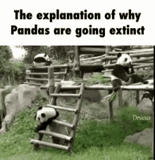 Panda Extinction GIF - Panda Extinction Aww GIFs
