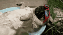 Chill Pug GIF - Chill Pug Relax GIFs