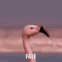 Fale Flamingo Flamingo GIF - Fale Flamingo Flamingo GIFs