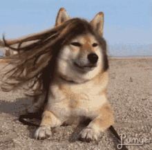 so pretty dog wig windy hair