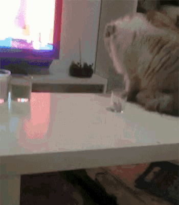 cat-glass.gif