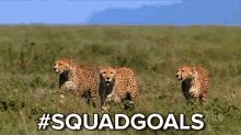 #squadgoals GIF - Nat Geo Squad Goals Cheetah GIFs