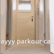 parkour cat funny
