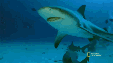 Smile When Sharks Attack GIF - Smile When Sharks Attack Nat Geo GIFs