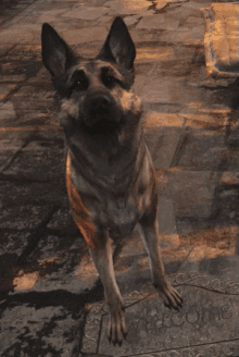 how to get dogmeat fallout 3