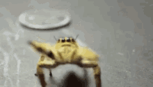 Party GIF - Spider Spiders Spidey GIFs