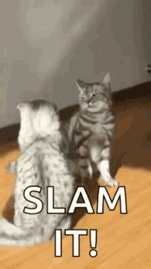 Cats Body Slam GIF - Cats Body Slam Wrestling GIFs
