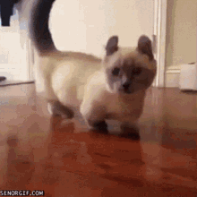Schuimpie Cat GIF - Schuimpie Cat Stumpy GIFs