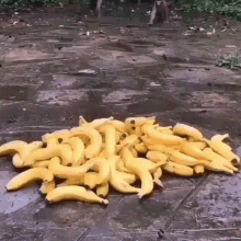 Banana Monkey GIF - Banana Monkey Eat GIFs