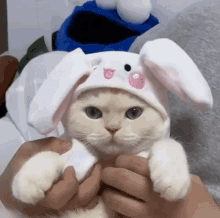 Cat Bunny GIF - Cat Bunny Hat GIFs