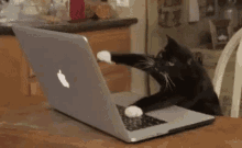 打字 计算机 电脑 键盘 猫 小猫 可爱 GIF - Type Computer Keyboard GIFs