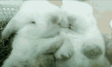 Sleepy Cuddle GIF - Sleepy Cuddle Bunny GIFs