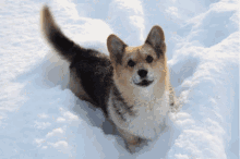 Glitchy Snow Dog GIF - Snowing Winter Adorable GIFs