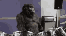 Gorilla Phil Collins GIF - Gorilla Phil Collins Drums GIFs
