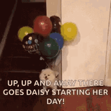 doggo balloons flying up up and away happy birthday