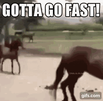 gotta-go-fast-fast.gif
