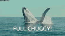 whale flip ocean sea full chuggy