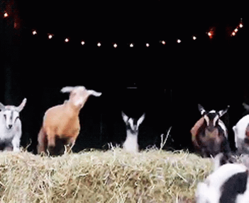 [Image: goats-jumping.gif]