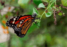 Borboleta Butterfly GIF - Borboleta Butterfly Insect GIFs