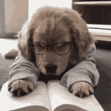 Cute Puppy GIF - Cute Puppy Golden GIFs