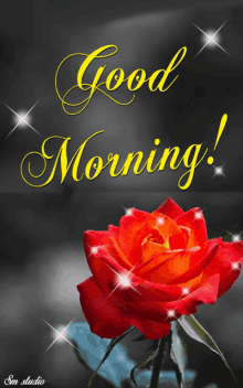 good morning rose flower sparkle