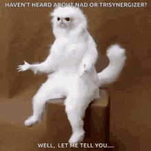 transynergizer nad persian cat confused let me tell you