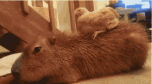 lazy capybara chicken funny animals
