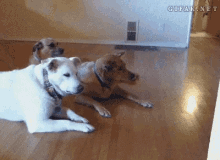 Dogs Excited GIF - Dogs Excited Ride GIFs