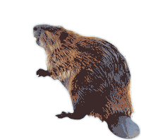 Beaver Sticker - Beaver Stickers