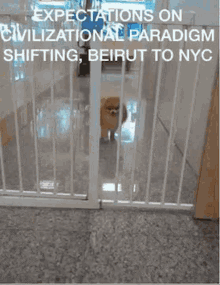 puppy colonialism