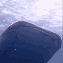 Swimming Swimming Together GIF - Swimming Swimming Together Under The Sea GIFs
