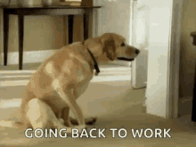 Dragging Dog GIF - Dragging Dog Going Back To Work GIFs