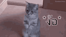 แมวง้อ ขอโทษ GIF - Cat Beg Im Sorry GIFs