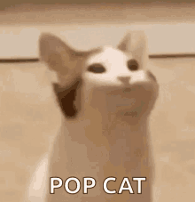 Pop Pop Cat GIF - Pop Pop Cat GIFs
