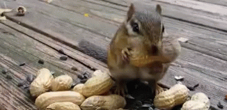 Funny Animals Squirrel GIF - Funny Animals Squirrel Peanuts GIFs