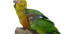 Parrots Bird Sticker - Parrots Parrot Bird Stickers