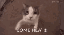 Cat Come Here GIF - Cat Come Here Funny Animals GIFs