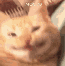 mog 70 mog70 mogcat cat