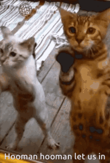Cats Let Us In GIF - Cats Let Us In GIFs