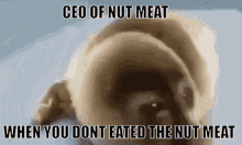 Ceo Of Nut Meat Seal GIF - Ceo Of Nut Meat Seal Sad Seal GIFs