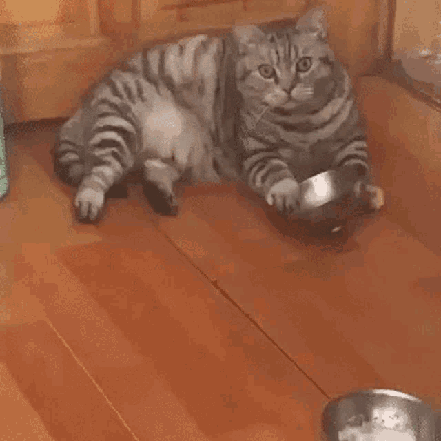 Hungry Cat GIF - Hungry Cat Food Bowl GIFs